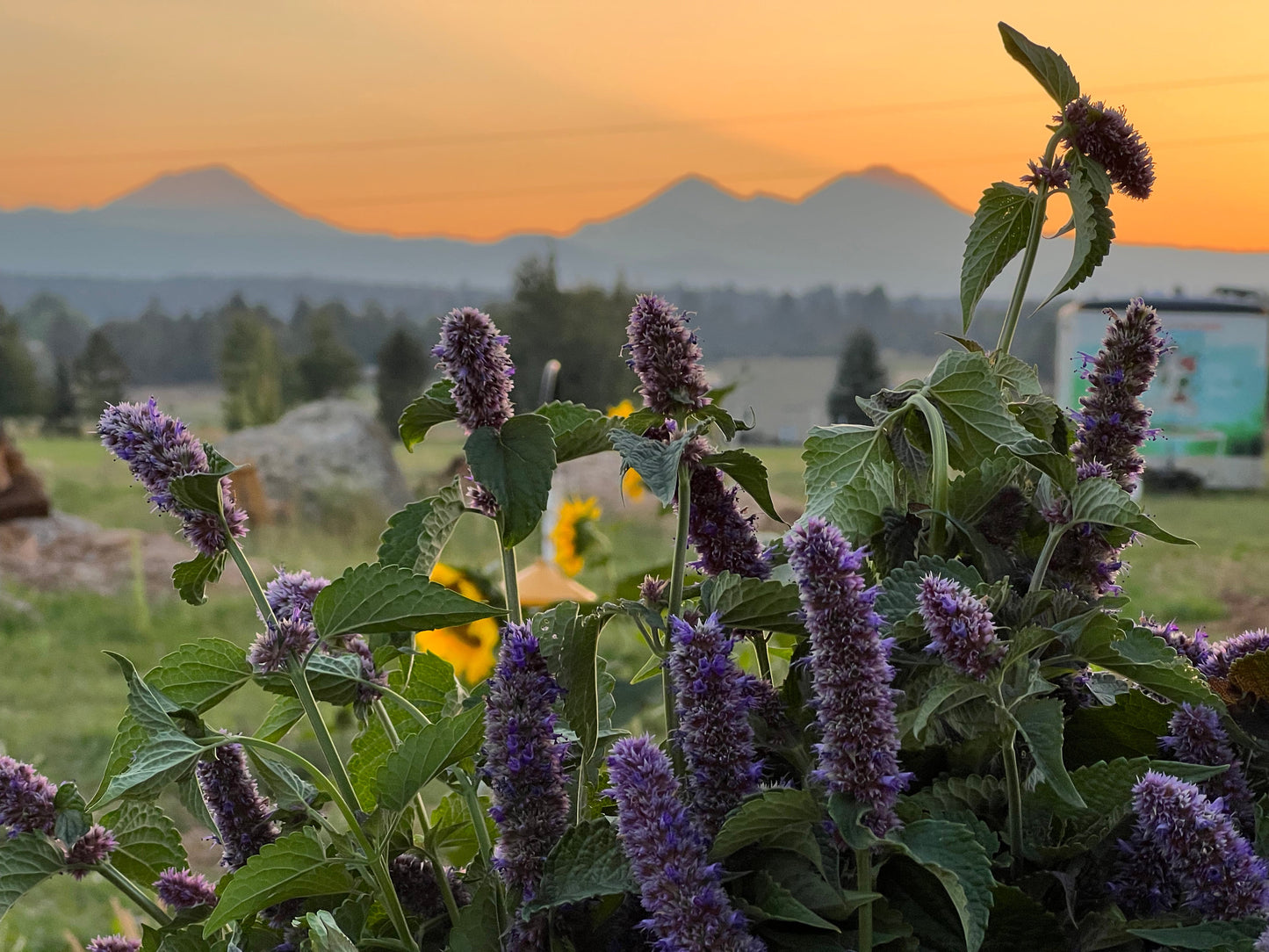 High Desert Blues: Why Purple is Perfect in Tumalo